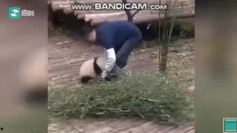 吃奶头视频,揭秘育儿过程中的温馨瞬间